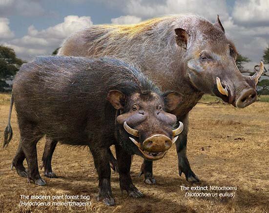 Ну, показывай, брат, кто тебя обидел? 
(слева — современная гигантская лесная свинья, справа — нотохоэр).