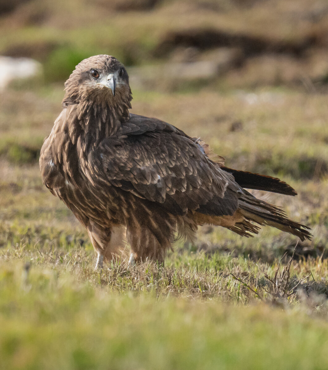 Серая цапля байкал. Шилоклювка фото. Птицы тайги фото. Князёк птица фото. Болотная вьюрковая овсянка.