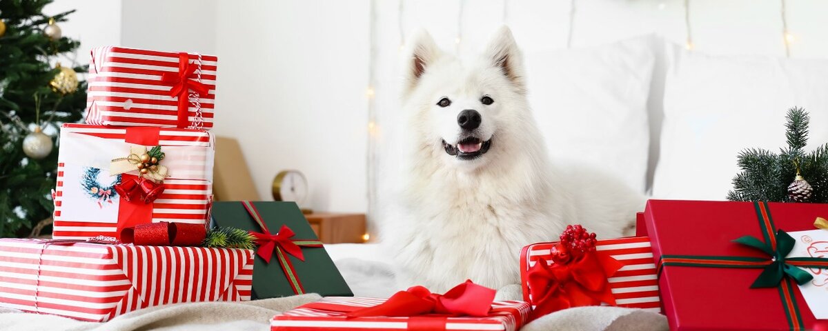 Что подарить на Новый год в год Собаки?