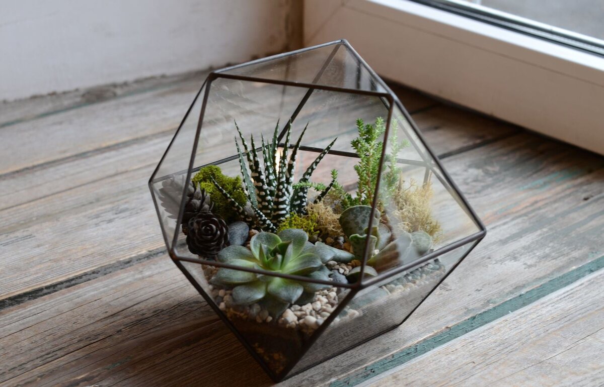 Настольный флорариум
