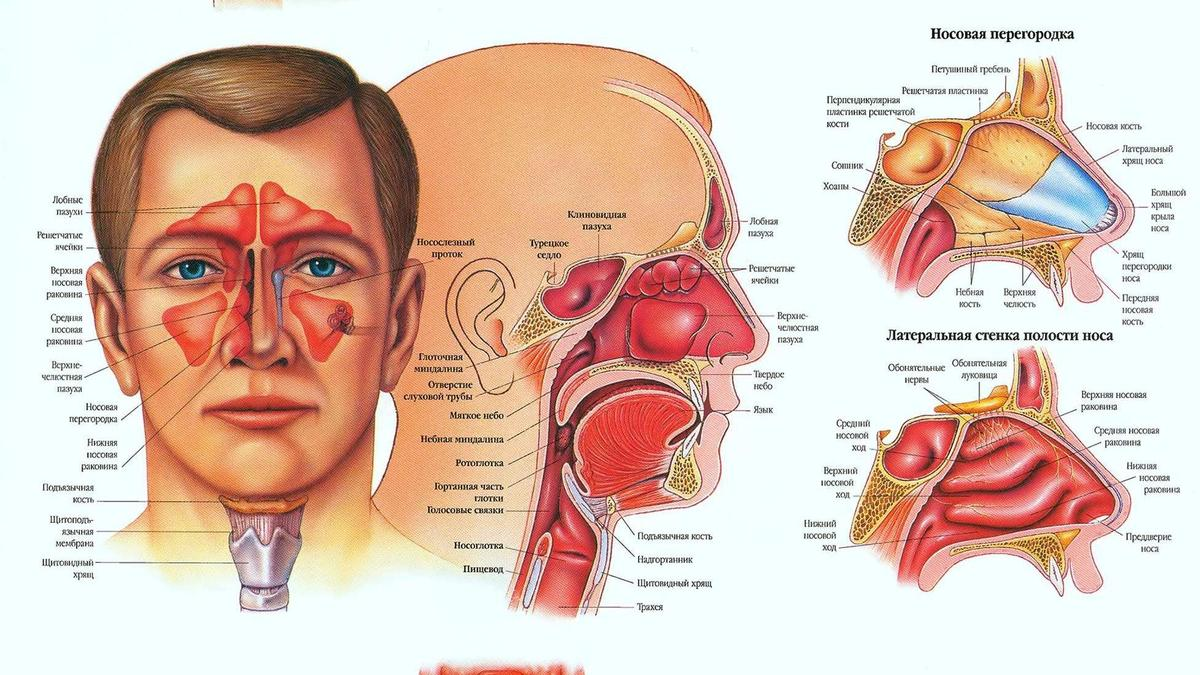 Кор болезнь. Строение ухо горло нос человека схема. ЛОР строение носоглотки. Анатомия носа человека ЛОР.