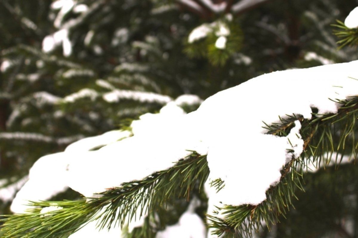    О погоде в предновогодние дни в Свердловкой области рассказали синоптики