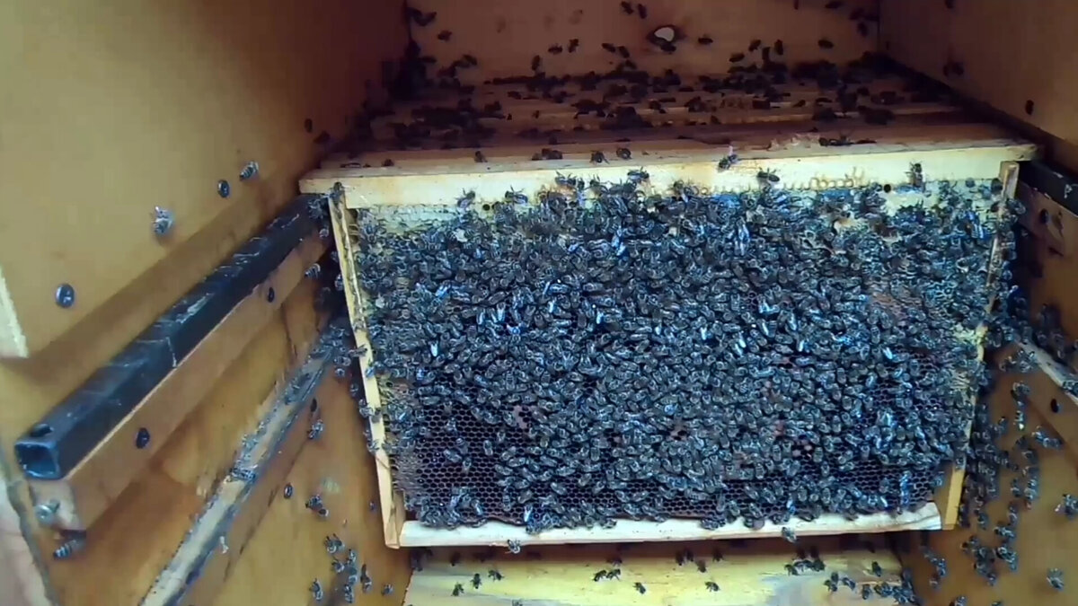 Зимний вариант размещения рамок. 