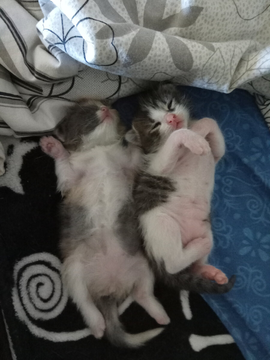 Розоволапики♥