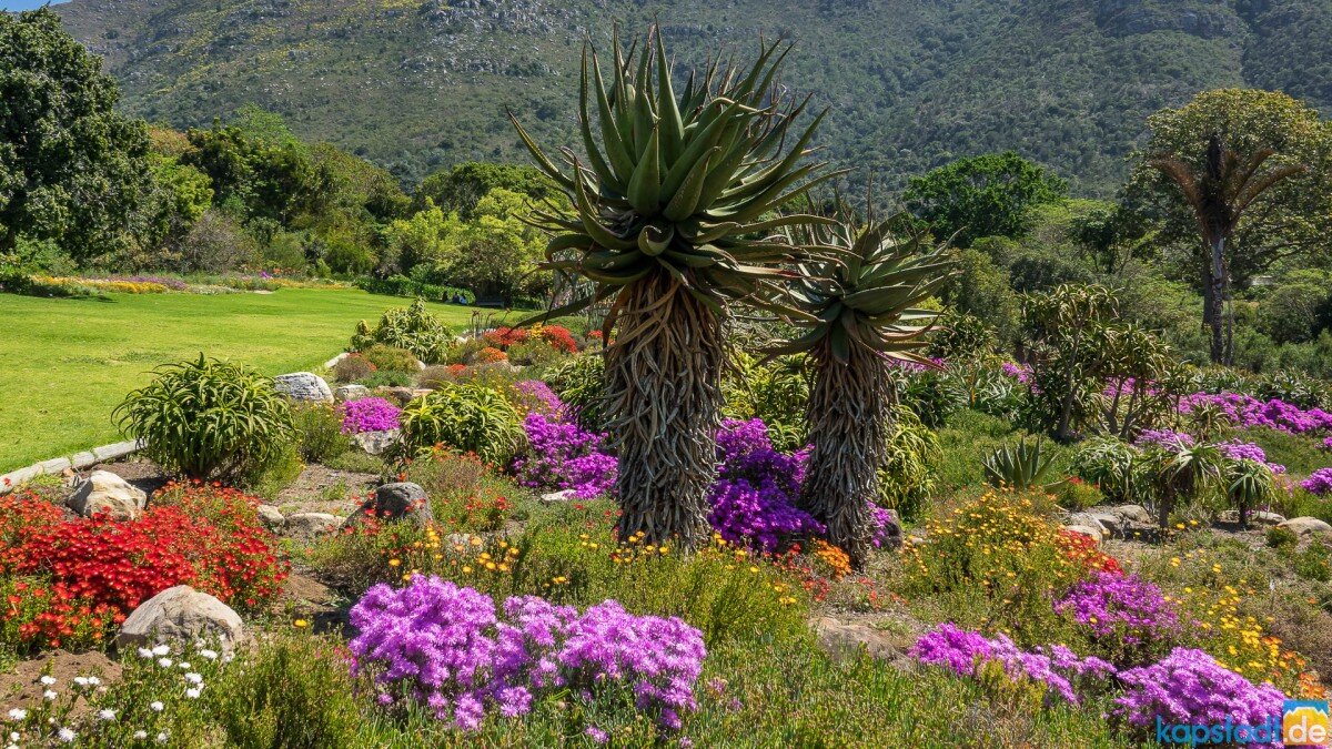 растения южных стран. сад кирстенбош юар. кактус цереус гигантский. кирстенбош кейптаун. ботанический сад кирстенбош кейптаун растения.