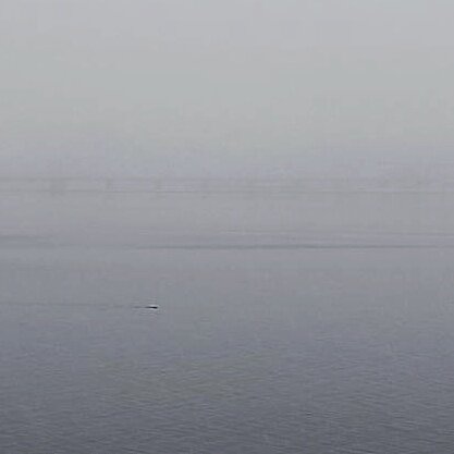 Плывущий тюлень