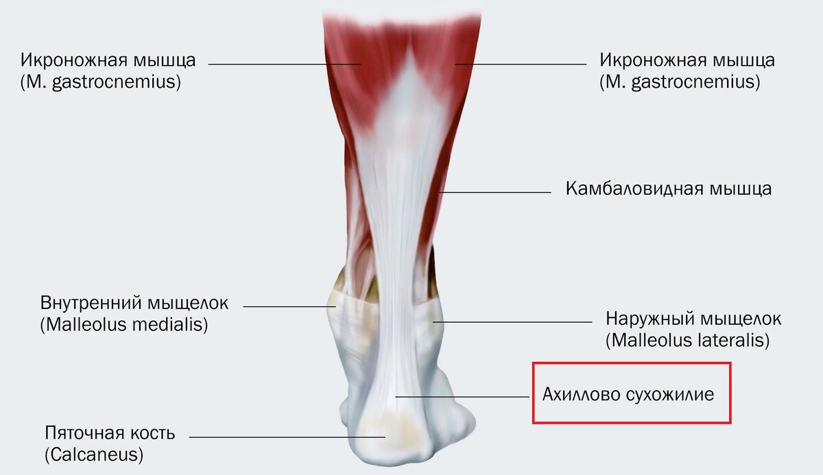Ахилл - это и достаточно известный анатомический термин