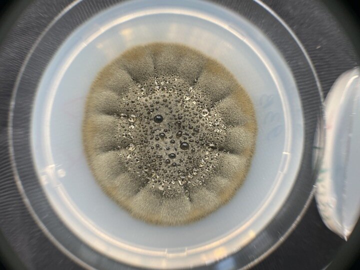     Cladosporium parahalotolerans STG-93B. Фото: Александр Жгун.