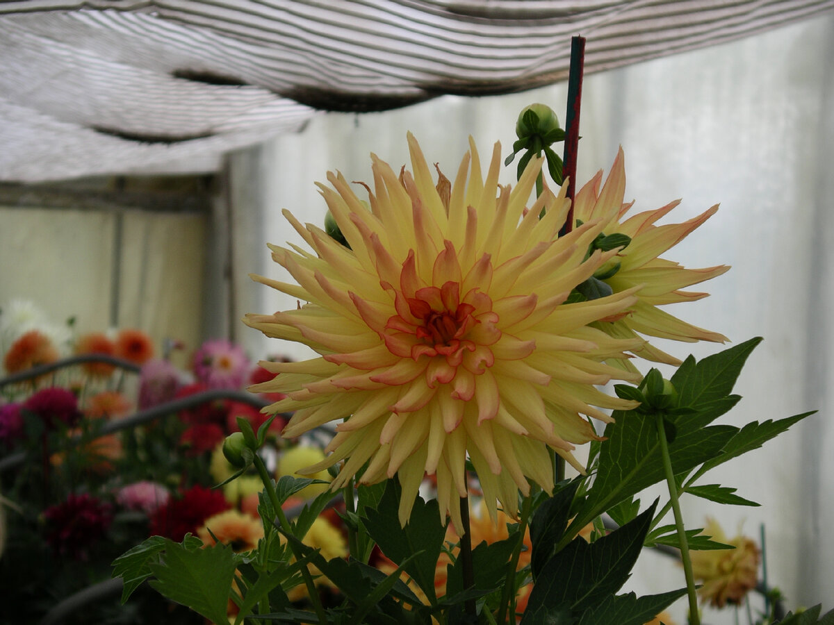 Dahlia Cactus-flowered, фото автора