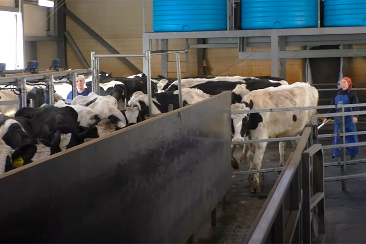  На ферме «Бакчасарай» разводят крупный рогатый скот, птицу, кроликов, выращивают зерновые и кормовые культуры Фото: «БИЗНЕС Online»