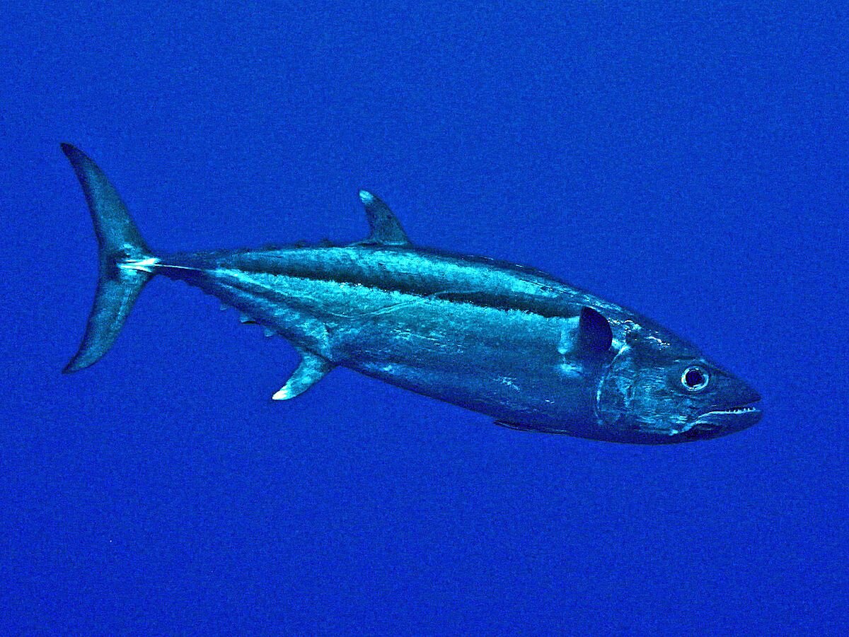 Собакозубый тунец (который на самом деле не тунец, а макрель)