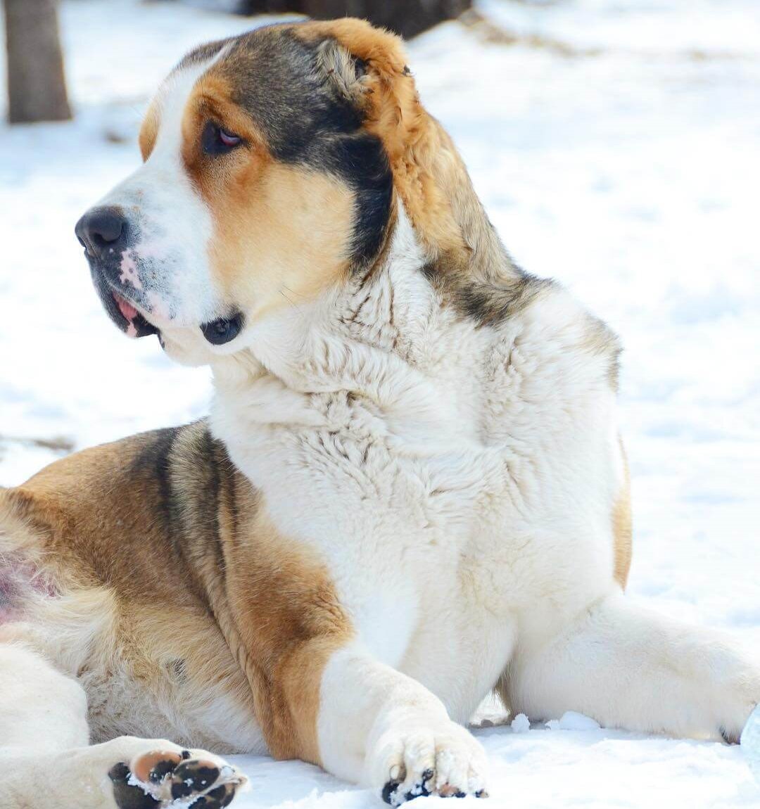 Фото из открытого доступа