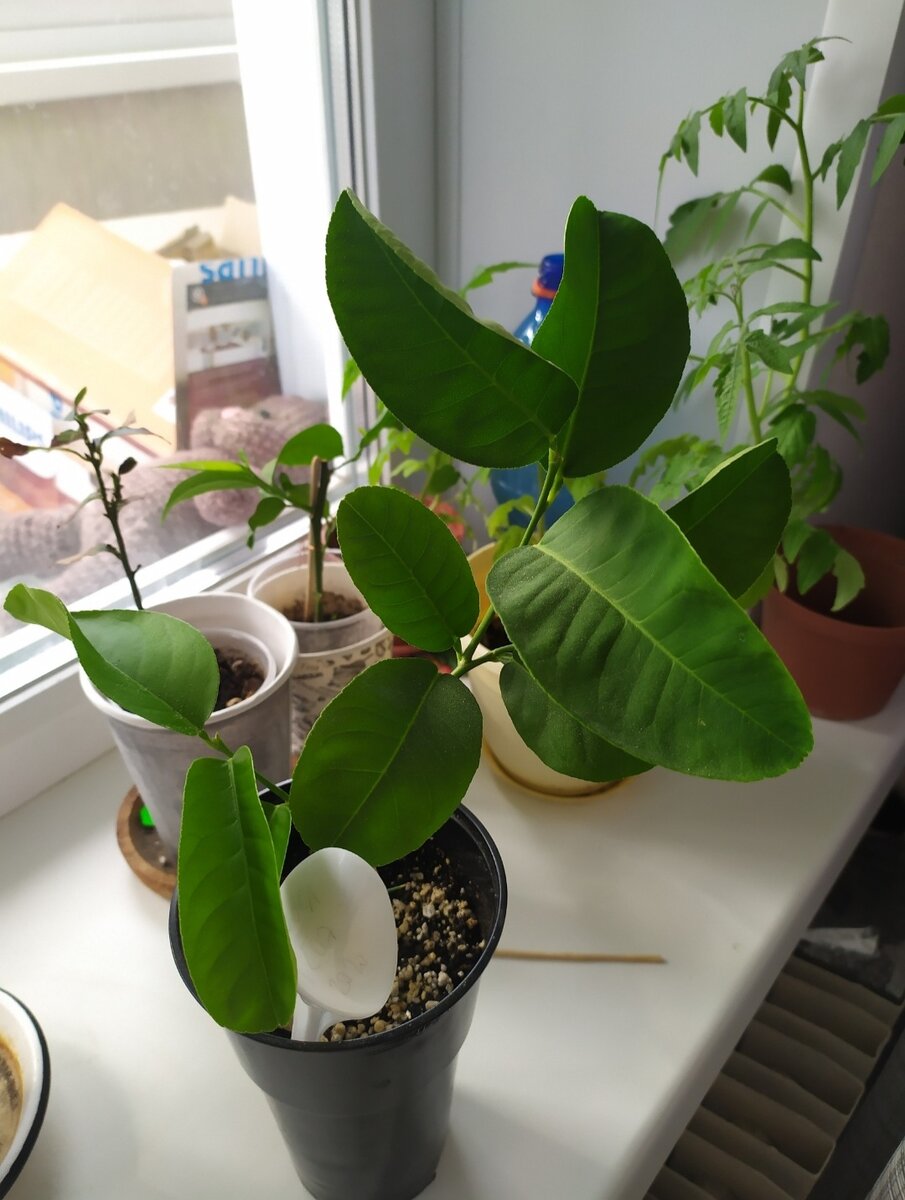 Каким мне его подарили