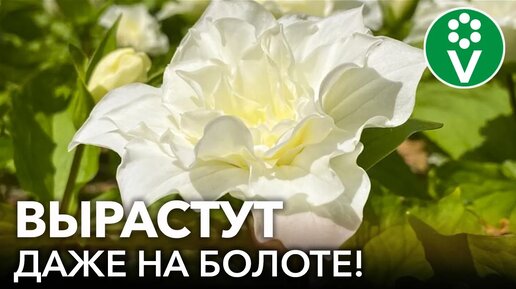 20 шикарных цветов для сырых и влажных мест в вашем саду! Что посадить на влажной почве