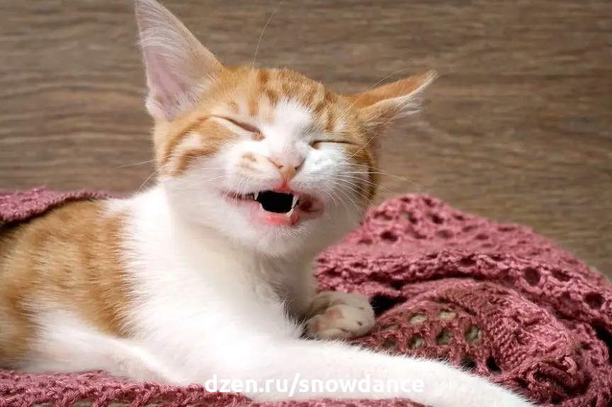 умеют ли коты смеяться