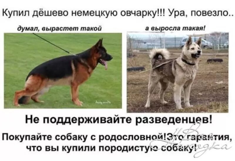 Немецкая овчарка ожидание реальность. Купил собаку без документов. Породы собак ожидание реальность. Высказывание про породу собак.