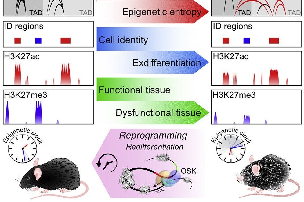     Старение можно обратить вспять эпигенетическим перепрограммированием