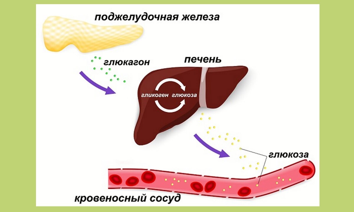 Гликоген в мышцах