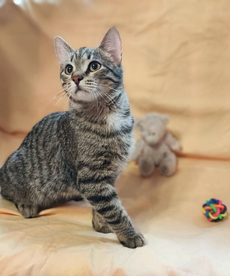 Ты про меня рассказываешь? Рассказывай честно! Пусть уже мне позвонит будущий хозяин!!