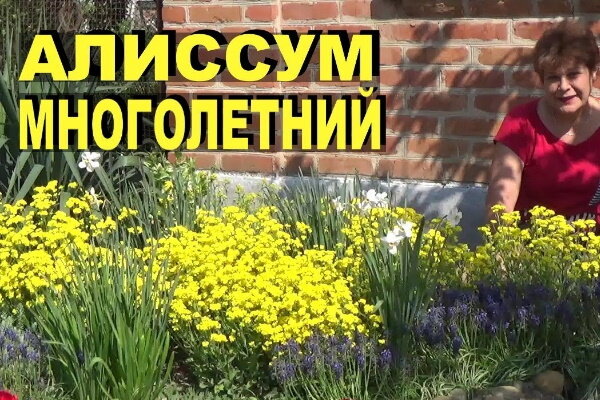 Желтые многолетние и однолетние цветы для клумбы