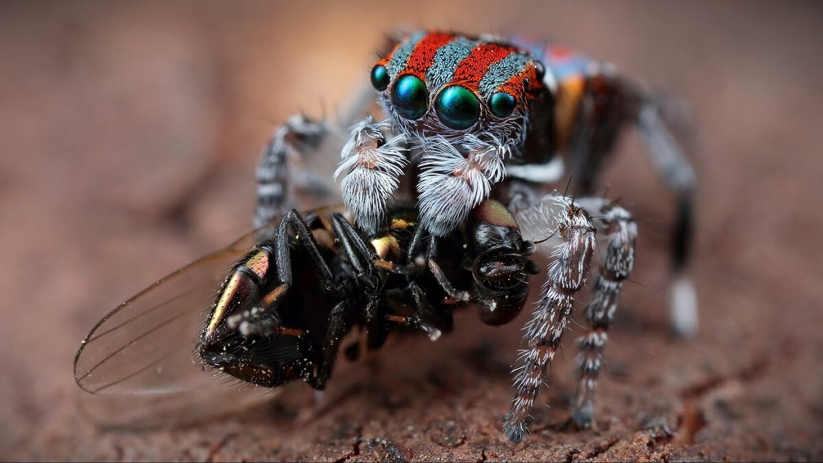10 жутких фактов о пауках | Будь лучше каждый день! 💡 | Дзен