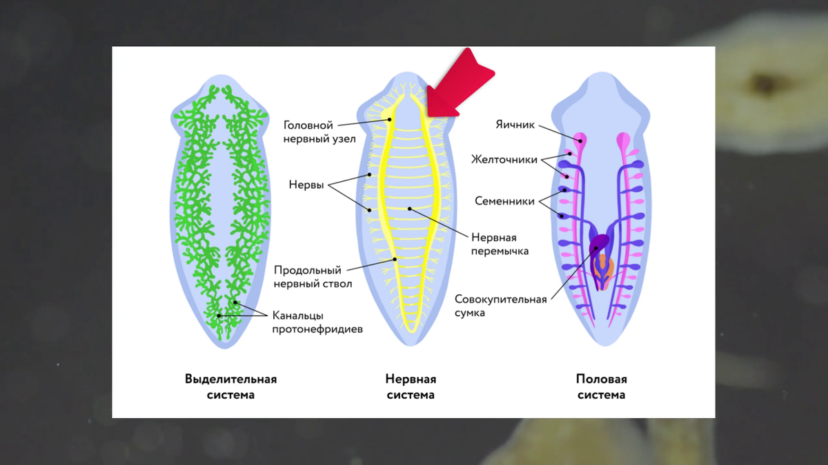 Выделительная система планарии. Выделительная система белой планарии. Половая система белой планарии. Нервная система планарии.