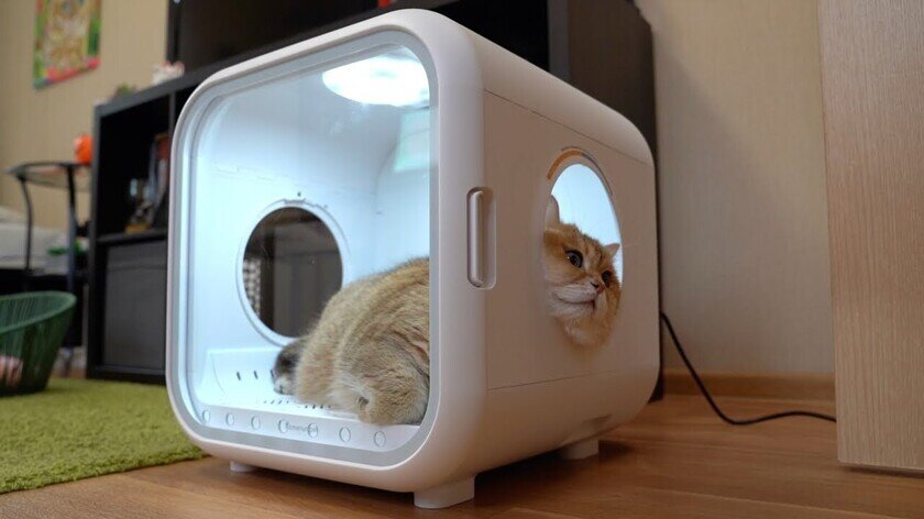    Кот нежится в сушильной кабине. Фото: Hosico Cat / YouTube