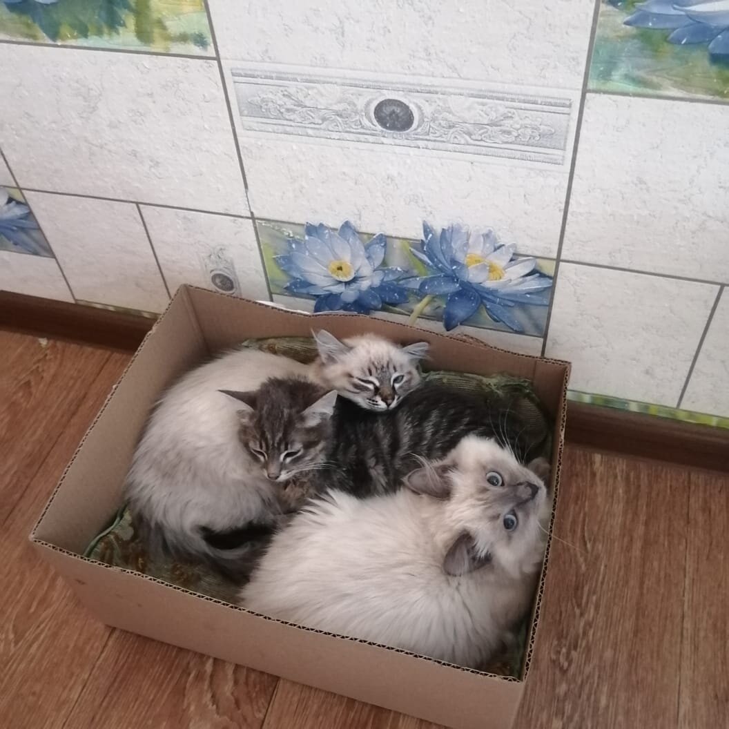 Одного из них уже нет. Встречу с "людьми" он не пережил. 