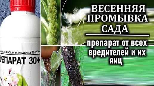 Препарат от вредителей, их личинок и яиц для весенней промывки сада Препарат 30+ полный обзор