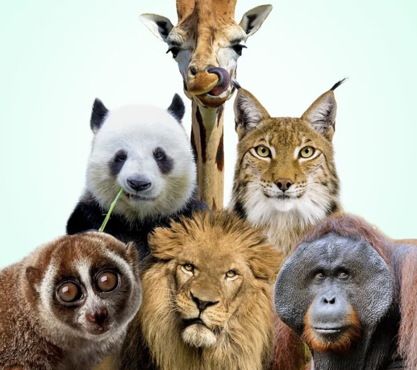 Живо́тные (лат. Animalia) — традиционно (со времён Аристотеля) выделяемая категория организмов, в настоящее время рассматриваемая в качестве биологического царства. Животные являются основным объектом изучения зоологии. Животные относятся к эукариотам (в клетках имеются ядра). Классическими признаками животных считаются: гетеротрофность (питание готовыми органическими соединениями) и способность активно передвигаться.