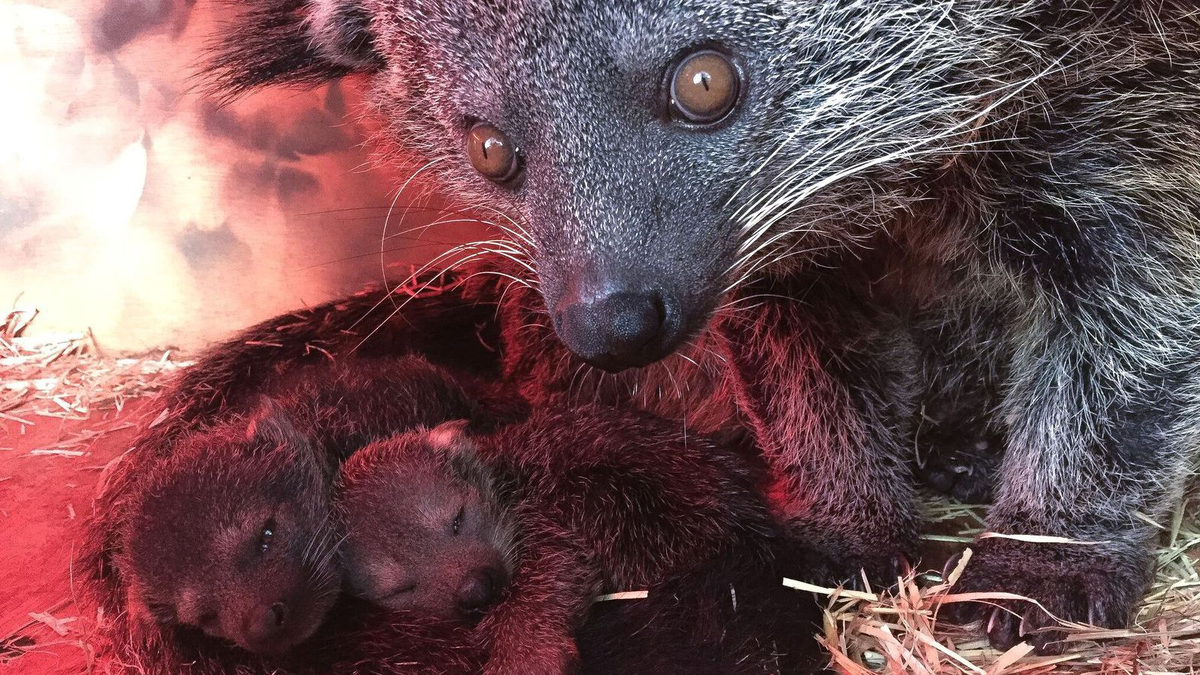 Странно, почему сладкие пирожки стали пахнуть солёным попкорном?
