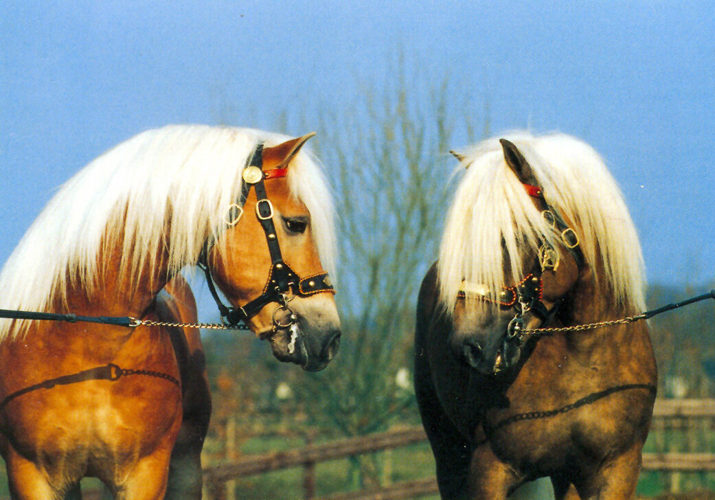 Хафлингеры, фото из книги Джози Херсмен 