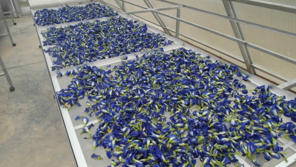      Сушка цветов