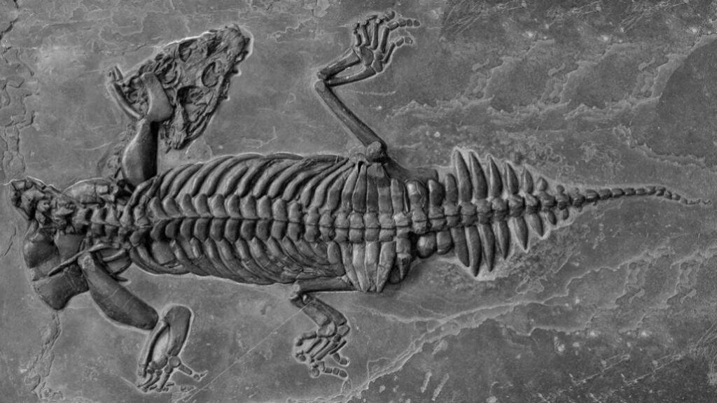 Нотозавры известны миру, как мезозойские морские ящеры, – соответственно, зубастые и огромные, – в прошлом достигавшие 8 метров в длину. Причём, «в прошлом» – не значит, в триасе, когда нотозавры жили.-2