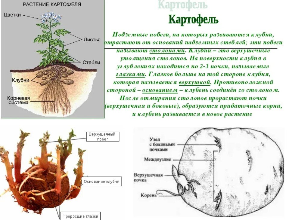 Видоизмененные подземные побеги. Видоизменения побегов клубень картофеля. Видоизменённые побеги клубень картофеля строение. Клубни картофеля это видоизмененные побеги. Подземные метаморфозы побега клубень картофеля.