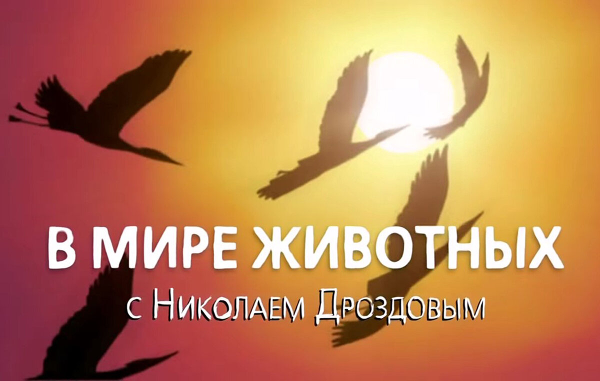 В мире животных. Фото из открытых источников.
