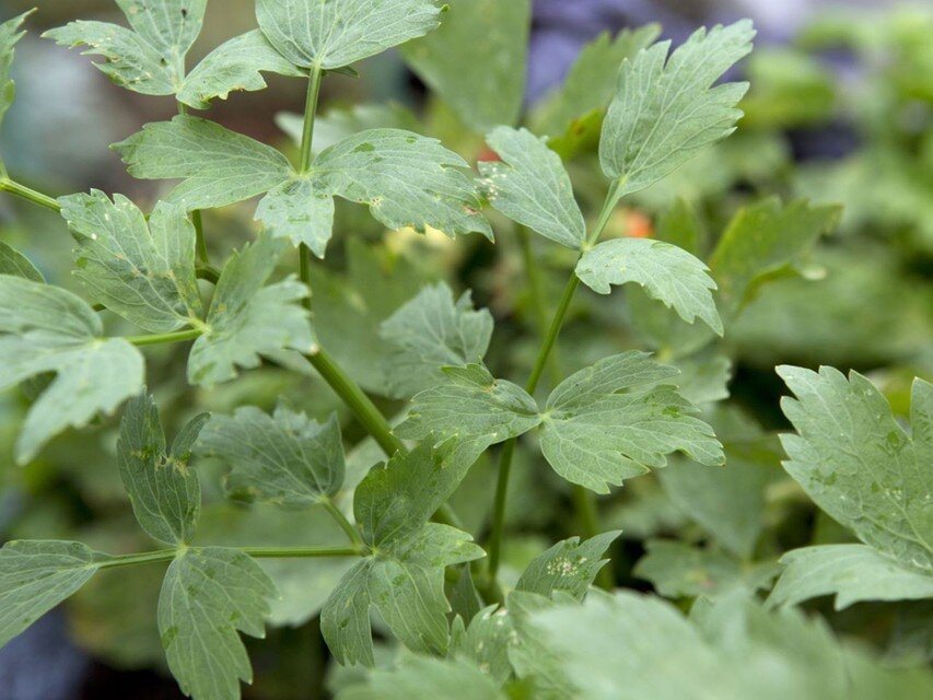Фото: gardenersworld.com
