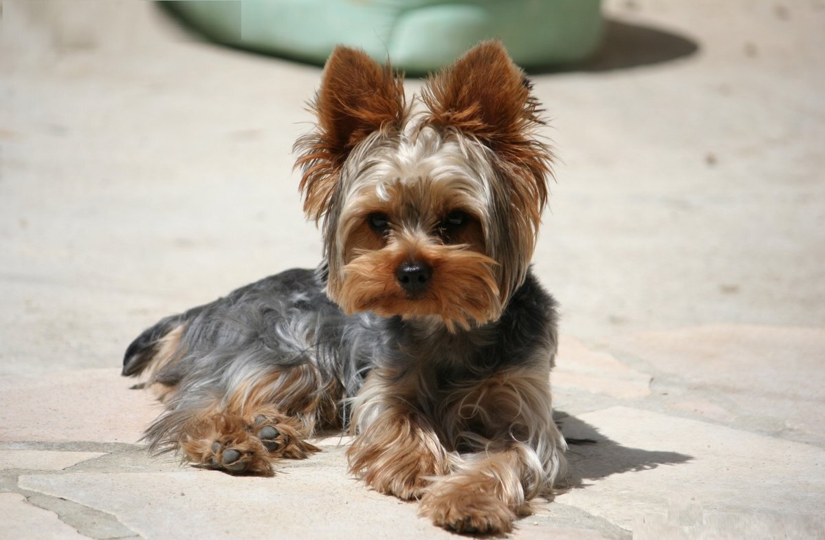 Умный песик