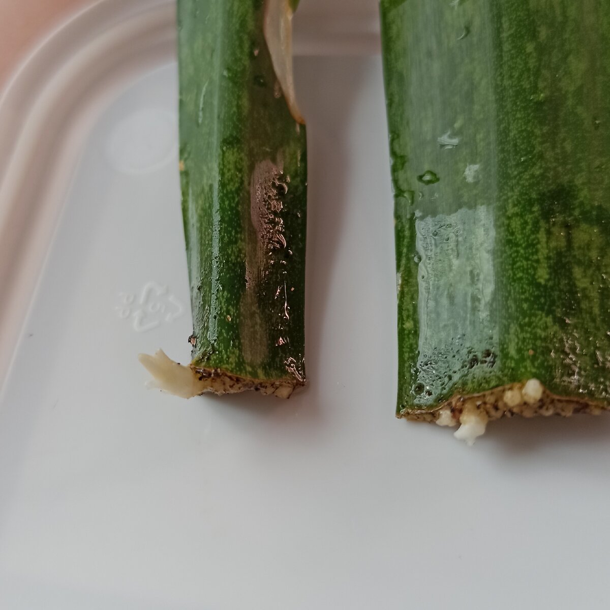 Результат укоренения фрагментов листа в грунте