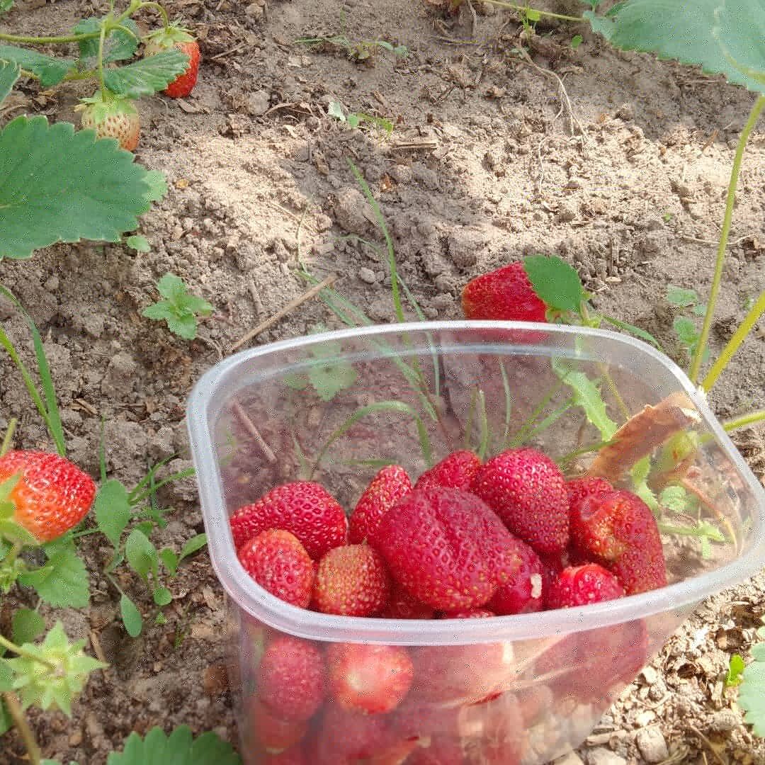 Теплица для клубники своими руками