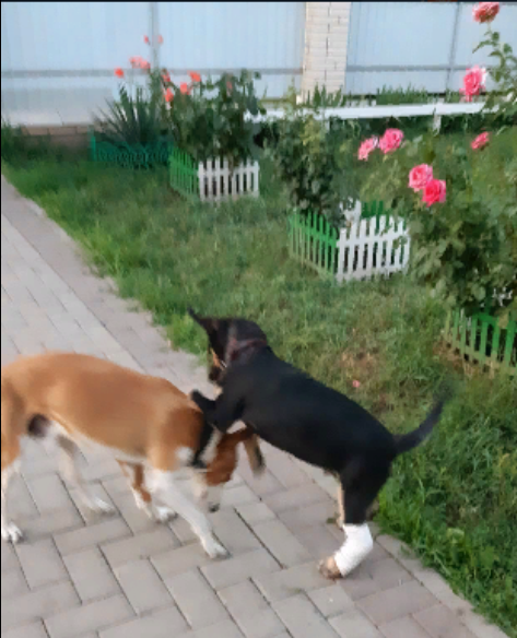 Друг Рекс. Играем и растём.