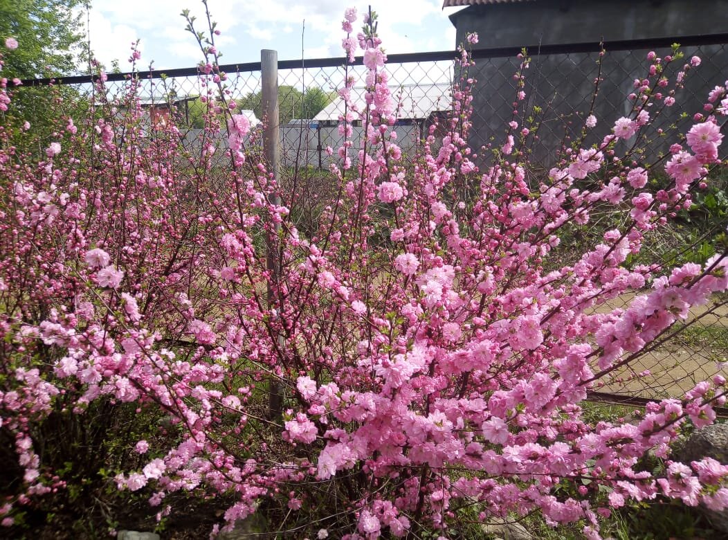 Просто красиво. Цветёт сакура.