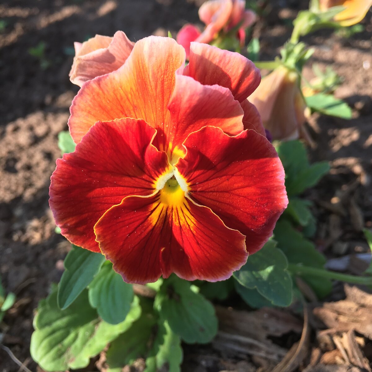 Виола Фламенко красная из серии Итальянские сорта и гибриды. Вот такая яркая и сочная окраска. Заявлена, как махровая, но у меня пока только чуть-чуть виден этот признак.