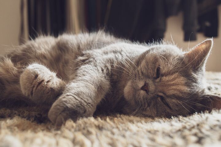 Котик 
