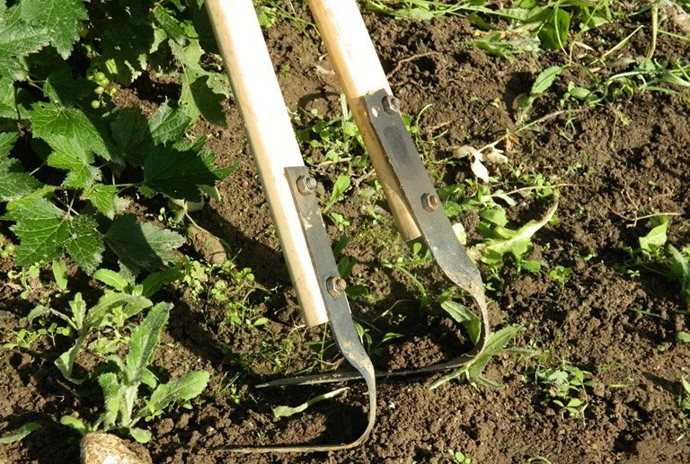 Плоскорез Фокина.