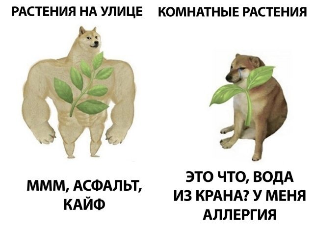 Растения уличные и растения комнатные