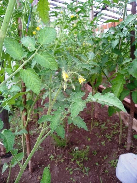 Вместо бордоской жидкости использую для обработки помидоров «Фитоспорин»:урожайность заметно повысилась