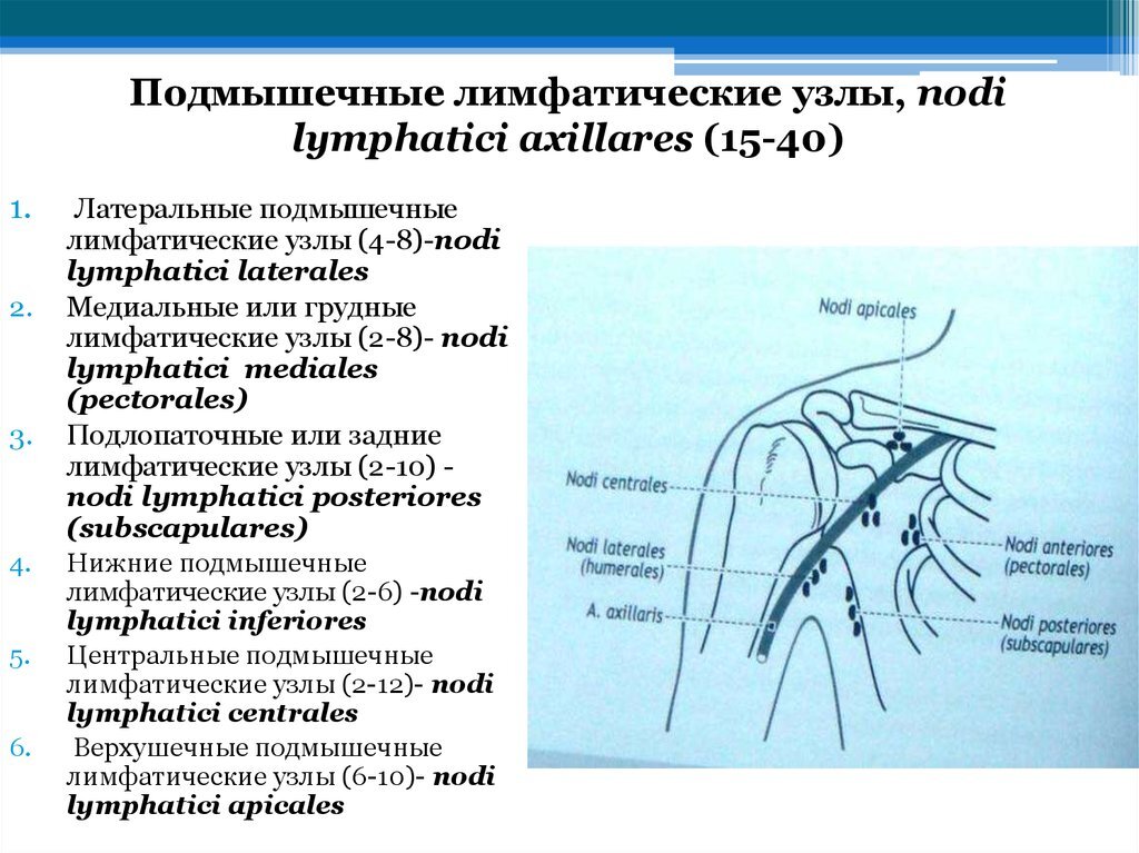 Где лимфоузлы в подмышках. Аксиллярные подмышечные лимфоузлы. Лимфатические узлы подмышечной впадины.