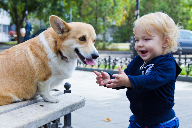 восторги собаки. восторги собаки. восторги собаки. эльке фогельзанг. лысый бигль.