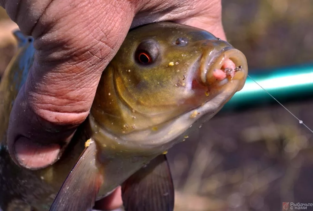 Фото взято из открытого источника